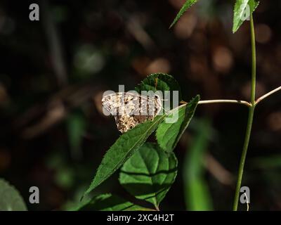 Una farfalla del labirinto di Goschkevitschi, Neope goschkevitschii, riposa su una foglia in una foresta vicino a Yokohama, in Giappone. Foto Stock