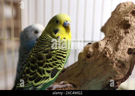 Bellissimi pappagalli luminosi sul ramo. Animali esotici Foto Stock