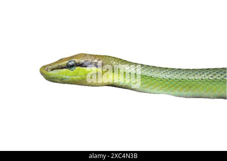 Gonyosoma oxycephalum, noto comunemente come il serpente arboreo, il serpente verde dalla coda rossa e il racer dalla coda rossa, è una specie di serpente nel Foto Stock