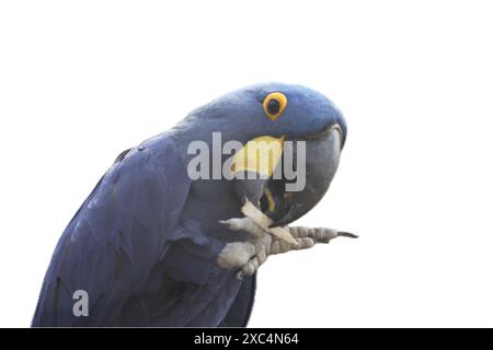 L'ara di Giacinto (Anodorhynchus hyacinthinus), o maca di iacinto, o più comunemente chiamata "Macao blu", è un pappagallo originario del centro e dell'est Foto Stock