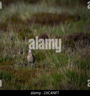 Stendardo comune eurasiatico (altalena, becco curvo, zampe lunghe, altopiani della brughiera habitat primaverile) - Dallow Moor, North Yorkshire, Inghilterra Regno Unito. Foto Stock