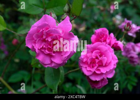 Arrampicata Bourbon rosa senza spine Zephirine Drouhin rose rosa intenso primo piano in fioritura nel giardino di giugno Galles Regno Unito Gran Bretagna KATHY DEWITT Foto Stock