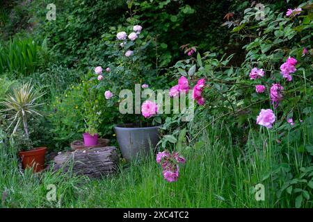 Zephirine Drouhin, Regina di Svezia rose rosa fiorite nel giardino di giugno dopo No Mow May erba lunga Galles Regno Unito Gran Bretagna KATHY DEWITT Foto Stock