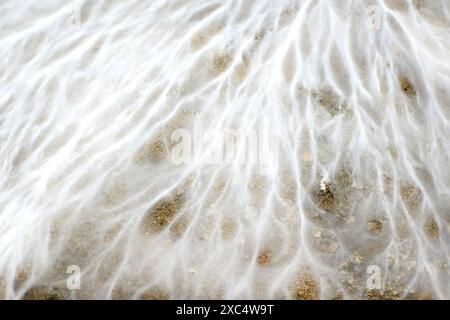 Un frammento di muffa soffice bianca nel seminterrato di una casa. Spore di muffa pericolose per la salute. Foto Stock