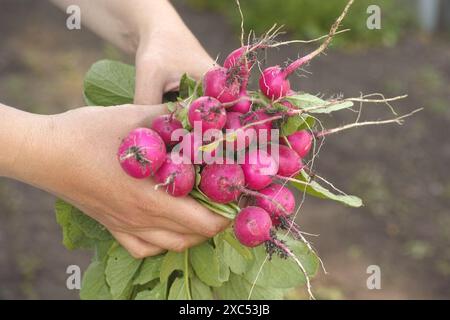 Una donna che tiene in mano dei radiaci appena raccolti sullo sfondo di un giardino. Primo piano. Foto Stock