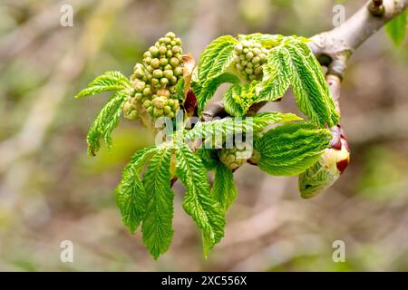 Castagno di cavallo (aesculus hippocastanum), primo piano dei boccioli di fiori dell'albero che appaiono con le prime foglie durante la primavera. Foto Stock