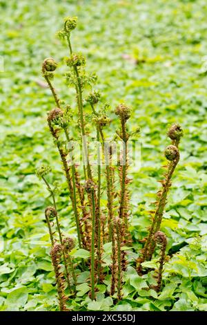 Felce maschile (dryopteris filix-mas), primo piano di una corona di fronde della pianta che cresce attraverso un mare di foglie, si dispiegano in primavera. Foto Stock