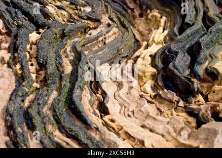 Primo piano di un motivo sinuoso trovato sulla sommità di un tronco o di un pezzo di legno in decomposizione. Foto Stock