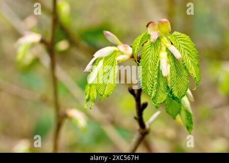 Wych Elm (ulmus glabra), primo piano che mostra le nuove foglie che iniziano ad apparire sull'albero in primavera. Foto Stock