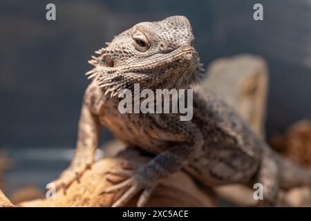 Drago barbuto orientale in un recinto all'esposizione dei rettili - Pogona barbata Foto Stock