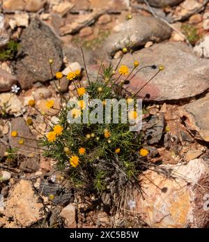 Fiori gialli comuni ma non meno belli di Encelia farinosa, brittlebush, che si illuminano sul lussureggiante deserto di Sonora al sole primaverile dell'Arizona (USA) Foto Stock