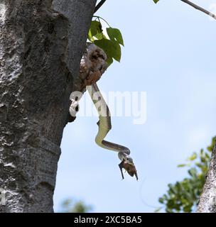 Una mamba nera ha catturato un pipistrello che dormiva in un fantasma comune in un buco in un albero. Il mamba Nero è un cacciatore attivo di mammiferi Foto Stock