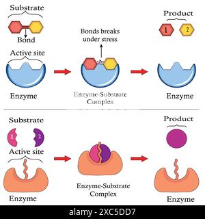 Meccanismo d'azione degli enzimi. I reagenti del substrato entrano nel sito attivo dell'enzima. La reazione chimica crea prodotti. Illustrazione Vettoriale