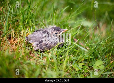 Un giovane Robin americano (Turdus migratorius) nascente nell'erba Foto Stock