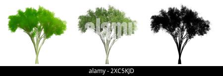 Set o collezione di alberi di olmo americani, dipinti, naturali e con una silhouette nera su sfondo bianco. Illustrazione concettuale o concettuale 3d. Foto Stock