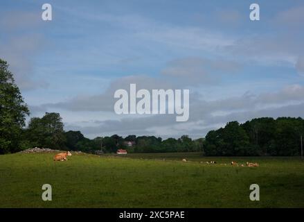 Scena tranquilla a Skane, Svezia: Bovini bianchi e castani riposano in un punto soleggiato in un prato ombreggiato, una fattoria sullo sfondo Foto Stock