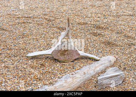 Vertebra di balena su Barren Gravel Beach a NordAustLandet nelle Isole Svalbard Foto Stock