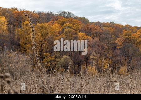 Autunno rurale con foreste dorate e prati secchi contro un cielo grigio nuvoloso Foto Stock