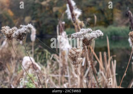 Primo piano autunnale di semi d'erba secchi fiore sul lungofiume Foto Stock