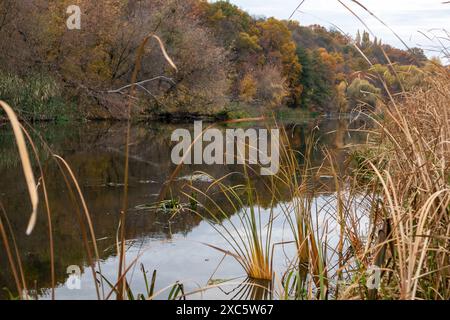 Fiume autunnale con canne, erba e riflessi di alberi dorati. Paesaggio fluviale autunnale in Ucraina Foto Stock