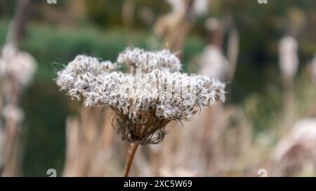 Primo piano dell'erba secca autunnale e della testa dei semi lungo il fiume, dettagli naturalistici Foto Stock