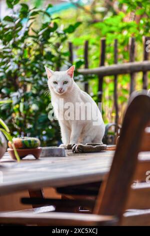 gatto bianco seduto su un tavolo di legno all'aperto nel giardino Foto Stock