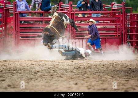 Cavaliere caduto non identificabile in un'arena di rodeo generica. Il Bull riding è uno sport da rodeo che coinvolge un pilota che cerca di rimanere montato su un bucking Foto Stock