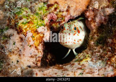 Una graziosa blenny macchiata di rosso, Blenniella chrysospilos, sbatte la testa fuori da un buco su una barriera corallina in Indonesia. Questa è una specie di blenny a denti di pettine. Foto Stock