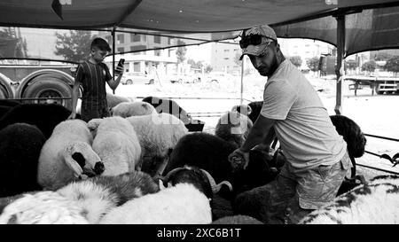 Izmir, Turchia. 14 giugno 2024. Un mercato locale e tradizionale degli animali sacrificali tenuto prima di Eid al-Adha. I pastori dell'est del paese vendono i loro animali per essere macellati durante Eid al-Adha nelle tende che hanno allestito. I clienti generalmente acquistano animali che trovano costosi contrattando e li fanno macellare. Crediti: İdil Toffolo/Alamy Live News Foto Stock