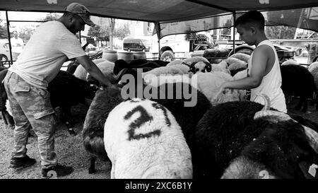 Izmir, Turchia. 14 giugno 2024. Un mercato locale e tradizionale degli animali sacrificali tenuto prima di Eid al-Adha. I pastori dell'est del paese vendono i loro animali per essere macellati durante Eid al-Adha nelle tende che hanno allestito. I clienti generalmente acquistano animali che trovano costosi contrattando e li fanno macellare. Crediti: İdil Toffolo/Alamy Live News Foto Stock