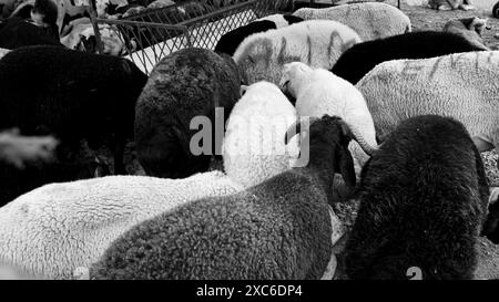 Izmir, Turchia. 14 giugno 2024. Un mercato locale e tradizionale degli animali sacrificali tenuto prima di Eid al-Adha. I pastori dell'est del paese vendono i loro animali per essere macellati durante Eid al-Adha nelle tende che hanno allestito. I clienti generalmente acquistano animali che trovano costosi contrattando e li fanno macellare. Crediti: İdil Toffolo/Alamy Live News Foto Stock