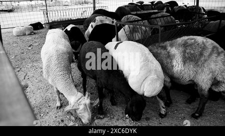 Izmir, Turchia. 14 giugno 2024. Un mercato locale e tradizionale degli animali sacrificali tenuto prima di Eid al-Adha. I pastori dell'est del paese vendono i loro animali per essere macellati durante Eid al-Adha nelle tende che hanno allestito. I clienti generalmente acquistano animali che trovano costosi contrattando e li fanno macellare. Crediti: İdil Toffolo/Alamy Live News Foto Stock