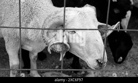 Un mercato locale e tradizionale degli animali sacrificali tenuto davanti a Eid al-Adha, Un mercato locale e tradizionale degli animali sacrificali tenuto prima di Eid al-Adha. I pastori dell'est del paese vendono i loro animali per essere macellati durante Eid al-Adha nelle tende che hanno allestito. I clienti generalmente acquistano animali che trovano costosi contrattando e li fanno macellare. Izmir Bornova Turchia Turchia Copyright: XIdilxToffolox DSC07347 Foto Stock