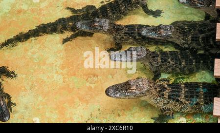 Alligatori giovani che nuotano in una fattoria di gatori della Florida di varie dimensioni. Foto Stock