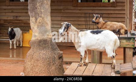 Tre capre di vari colori su una piattaforma di legno accanto ad un albero in un ambiente rurale Foto Stock