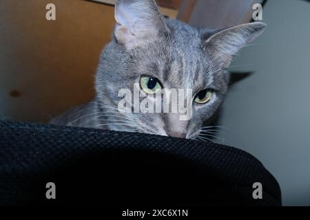 Gatto tabby a righe grigie con occhi verdi Foto Stock