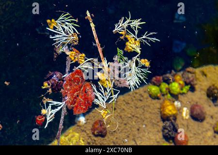 Natura morte piante riflettenti laghetto alghe Foto Stock