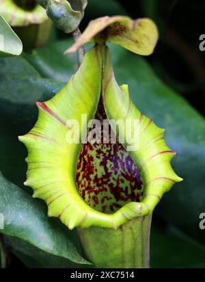 The Splendid Pitcher Plant, Nepenthes truncata, Nepenthaceae. Filippine. Foto Stock