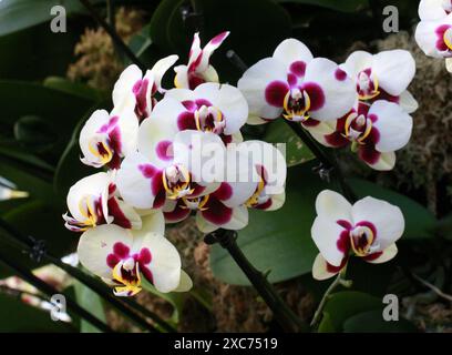 Moth Orchid, Phalaenopsis Hybrid Cultivar, Orchidaceae, Aeridinae, Vandeae, Epidendroideae, piante d'ombra epifitiche Foto Stock