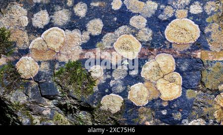 Modelli astratti di licheni crostosi sulla superficie della roccia nella Pisgah National Forest - Brevard, North Carolina, USA Foto Stock