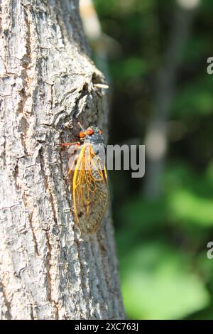 Cicada di 17 anni sul tronco di un albero a Camp Ground Road Woods a Des Plaines, Illinois Foto Stock