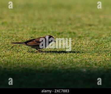 Pinehurst, North Carolina, Stati Uniti. 14 giugno 2024. A House Sparrow cerca un pasto di prima mattina tra il nono green e il decimo tee durante il secondo turno di venerdì per il 124esimo U.S. Open, 14 giugno 2024, al Pinehurst Resort & Country Club (campo n. 2) a Pinehurst, Carolina del Nord. (Credit Image: © Timothy L. Hale/ZUMA Press Wire) SOLO PER USO EDITORIALE! Non per USO commerciale! Foto Stock