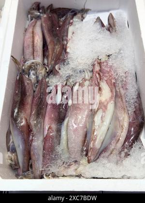 Esposizione di calamari catturati della California (Loligo opalescens) pesce fresco calamari su ghiaccio in bancone refrigerato di pescivendolo Foto Stock