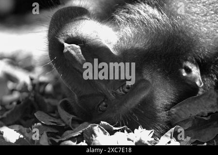 Un macaco cestito nero di Sulawesi (Macaca nigra) osserva mentre viene fotografato, giacendo sul terreno nella riserva naturale di Tangkoko, Indonesia. Foto Stock