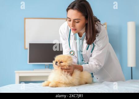 Veterinaria femminile che esamina il cane Pomerania carino in clinica Foto Stock