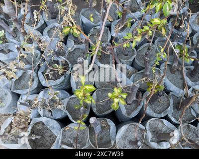 Piante di bouganville in sacchetti di plastica. Foto Stock