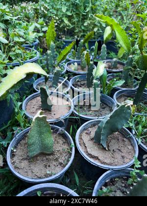 Frutto del drago che cresce in piccoli vasi. Foto verticale. Foto Stock