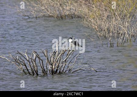 Falco pescatore Pandion haliaetus diga Falcon parco dello stato basso Rio Grande Valley Texas USA Foto Stock