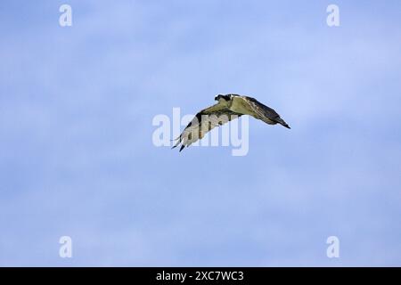 Falco pescatore Pandion haliaetus diga Falcon parco dello stato basso Rio Grande Valley Texas USA Foto Stock