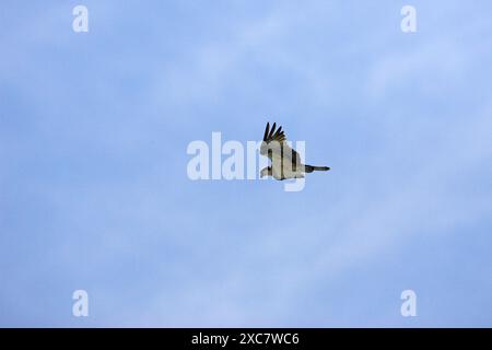 Falco pescatore Pandion haliaetus diga Falcon parco dello stato basso Rio Grande Valley Texas USA Foto Stock